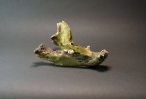 Groaner skull - lower jaw side profile